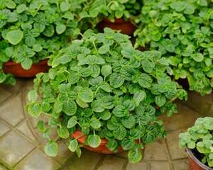 吸毒草的作用有哪些