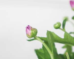 菊花代表什么象征意义