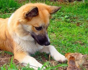 冰岛牧羊犬