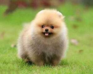 养博美犬的过程中,喂养有什么禁忌?