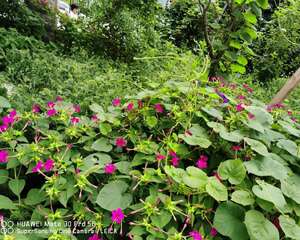 紫茉莉根的功效与作用