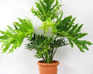 春羽的花语和寓意，适合送给什么人