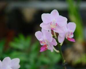 蝴蝶兰开花前怎么养护