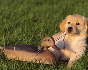 狗狗忠诚是天生的吗