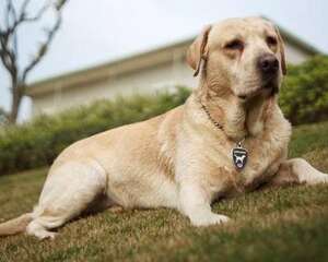 怎么让狗狗去厕所？