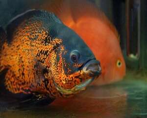 地图鱼能长多大 地图鱼吃什么长得快