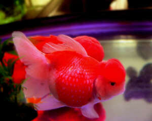 金鱼栽头与体型关系解析