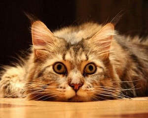 猫咪心力衰竭的发病机理及症状