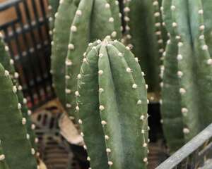 量天尺有毒吗，能不能家养