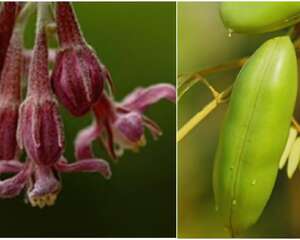 肥皂荚属品种介绍
