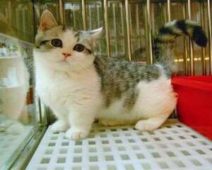短脚猫多少钱一只？短脚猫价格盘点