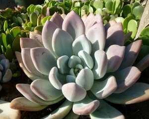 养多肉植物的好处还需要你用“研究机构”来证明？这不扯蛋吗？