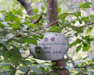 白檀播种繁殖方法