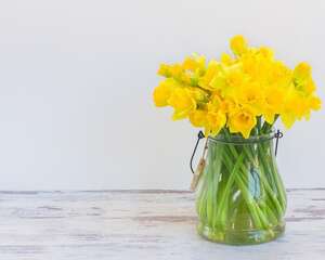 洋水仙开花后怎么处理