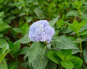 绣球花一年开几次花