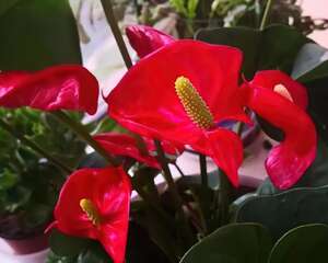 红掌变绿掌，别急着扔，搬屋里缓缓，还有救！