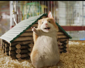 为豚鼠补充维他命的注意事项