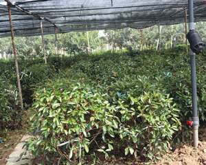 石楠的养殖方法和注意事项