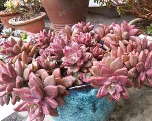 姬胧月 Graptoveria Gilva