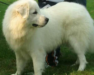 冬季要预防大白熊厌食、挑食