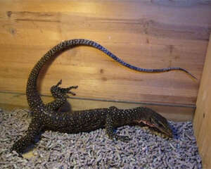 刺尾巨蜥的饲养环境