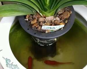 鱼缸里养君子兰，这么小就开花了，佩服！