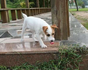 杰克罗素梗的性格特点