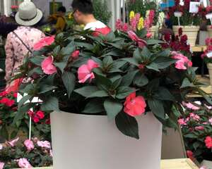 凤仙花品种赏析