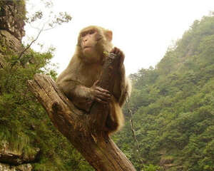 金丝猴的栖息环境