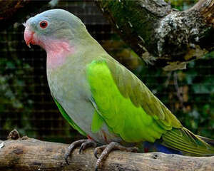 公主鹦鹉的品种简介