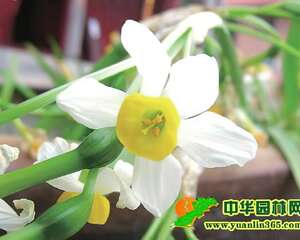如何让水仙迎春绽放