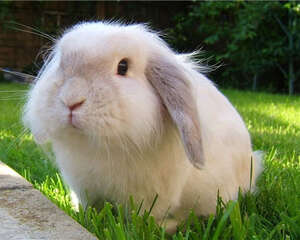 兔子打喷嚏是什么原因？