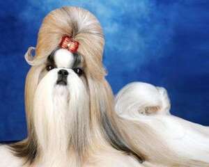 西施犬的形态特征