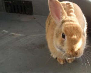 让你的兔兔自己学会上厕所