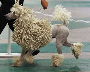 可蒙犬的品种简介