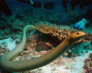 青环海蛇的饲养知识