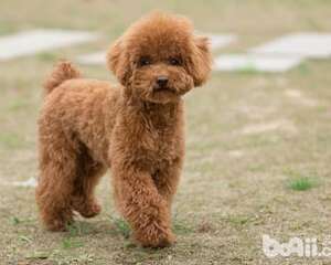 泰迪犬的优点及缺点详细介绍