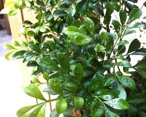 家居养花保健康