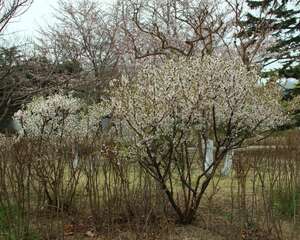 单樱谢尽双樱开