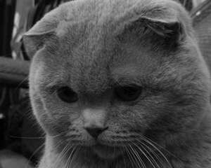 苏格兰折耳猫掉毛多吗