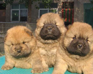 狗狗总是打嗝怎么办