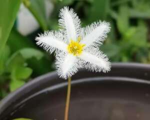 比绿萝还好养的花，1片叶子，养3天就开花！