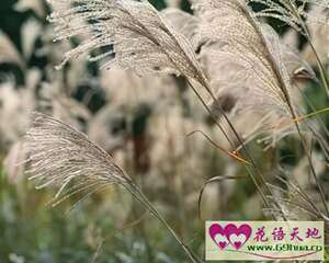芦苇的花语：韧性、自尊又自卑的爱