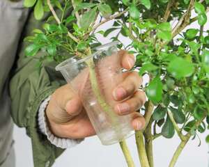 米兰花的寓意是什么
