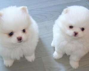 影响狗狗性格的几种因素