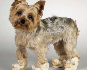 狗狗穿鞋问题全解析