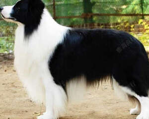 狗狗能吃晕车药吗