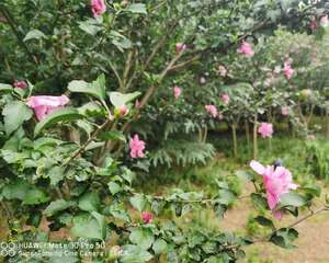 木槿花常见虫害及解决办法