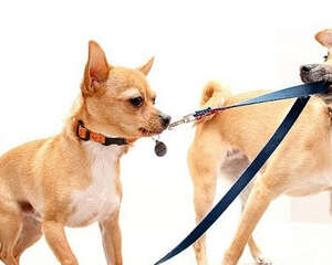 训练狗狗要注意哪些原则