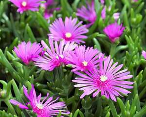 松叶菊的花语